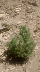 Artemisia scopulorum
