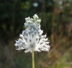 Allium guttatum