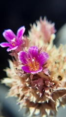 Cistanthe salsoloides