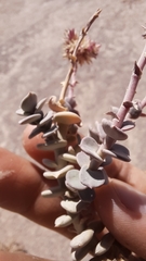 Cistanthe salsoloides