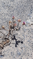 Cistanthe salsoloides