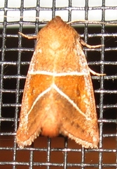 Lemmeria digitalis