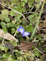 Veronica persica
