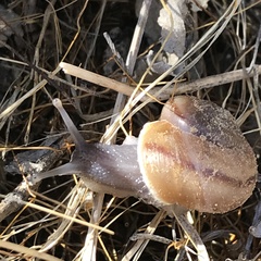 Cahuillus indioensis
