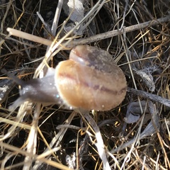 Cahuillus indioensis