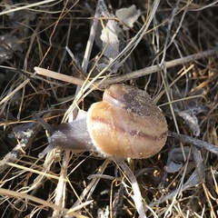 Cahuillus indioensis