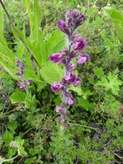 Pedicularis trichoglossa