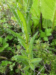 Pedicularis trichoglossa
