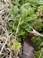Cerastium fontanum