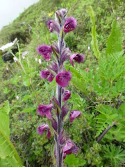 Pedicularis trichoglossa