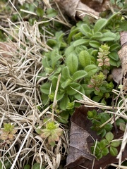 Cerastium fontanum