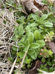 Cerastium fontanum