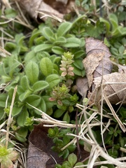 Cerastium fontanum