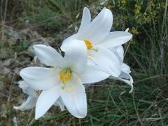 Lilium candidum