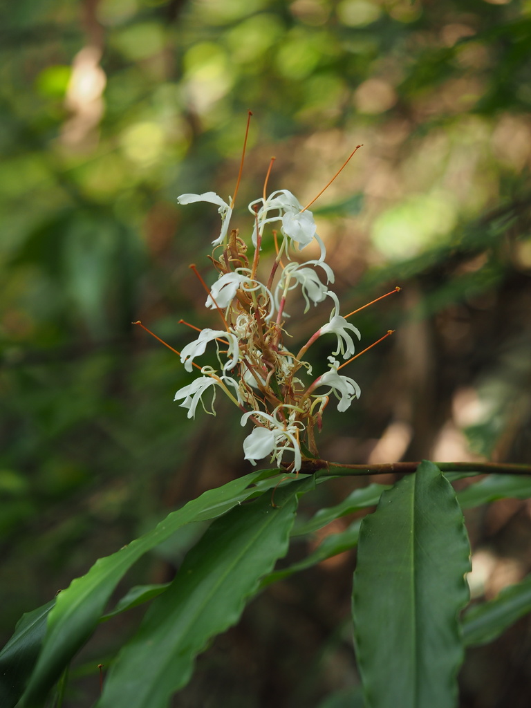Hedychium villosum (Hedychium villosum)