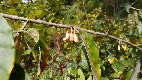 Elaeagnus infundibularis