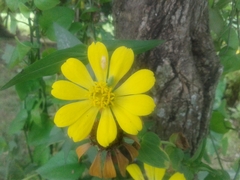 Asteraceae