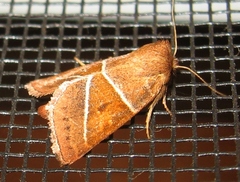 Lemmeria digitalis