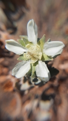 Huidobria fruticosa