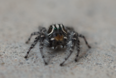 Phidippus tigris