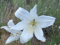 Lilium candidum