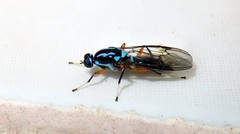 Raphiocera
