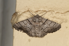 Hypobapta diffundens