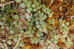 Gaultheria nummularioides