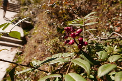 Zanthoxylum nepalense
