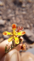 Dinemandra ericoides