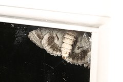 Hypobapta diffundens