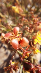 Dinemandra ericoides