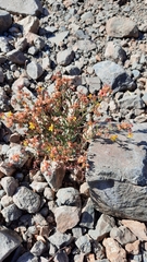 Dinemandra ericoides