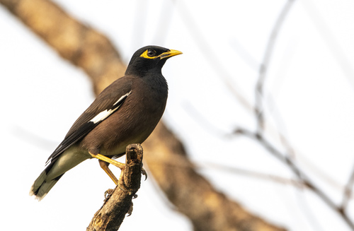 Miná Común (Acridotheres tristis)