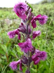 Pedicularis trichoglossa