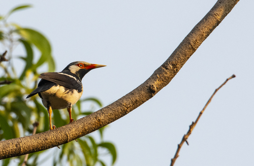 Siamese Pied Myna (Gracupica floweri), photo 10
