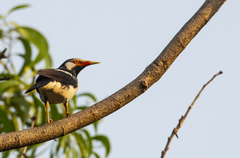 Gracupica floweri
