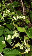 Antigonon flavescens