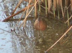 Rallus tenuirostris