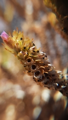 Cistanthe arancioana