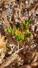 Cistanthe arancioana