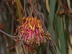 Amyema pendula pendula