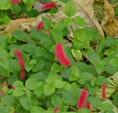 Acalypha pendula