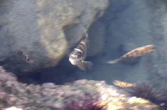 Abudefduf declivifrons