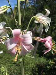 Lilium washingtonianum