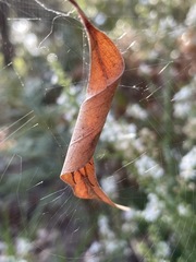 Phonognatha