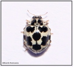 Psyllobora picta