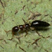 Sclerodermus - Photo (c) Steven Wallace,  זכויות יוצרים חלקיות (CC BY-NC), הועלה על ידי Steven Wallace