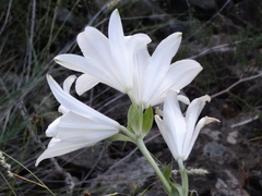 Lilium candidum