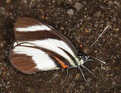 Perrhybris lorena